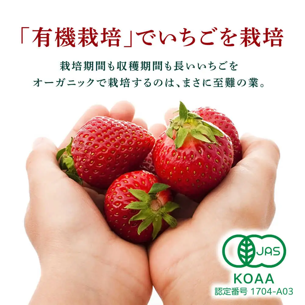 【6回定期便】高級 冷凍  いちご 加工用 約1kg（約500g×2袋）【伊藤農園】  果物 フルーツ イチゴ いちご 苺 熊本県 特産品 オーガニック 有機 恋みのり 冷凍 [ZBB016]