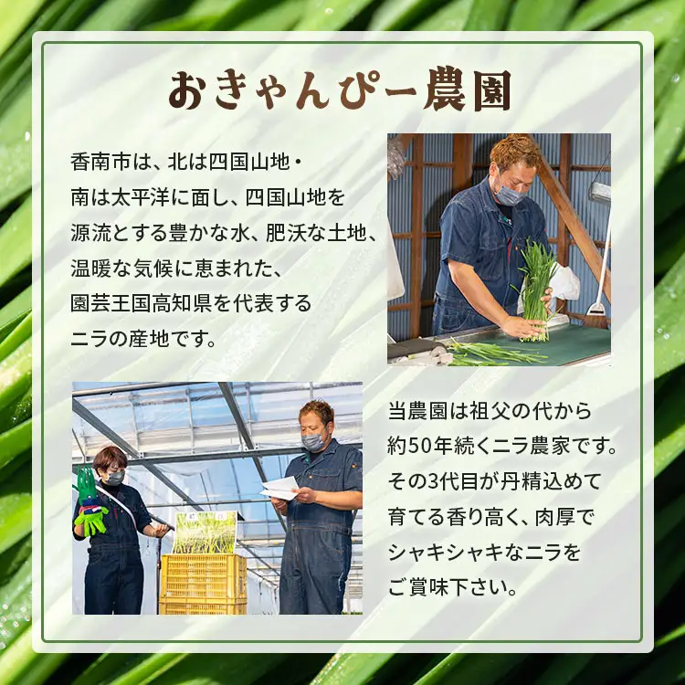 ニラ 1kg 定期便 6回 ニラ Won-0016
