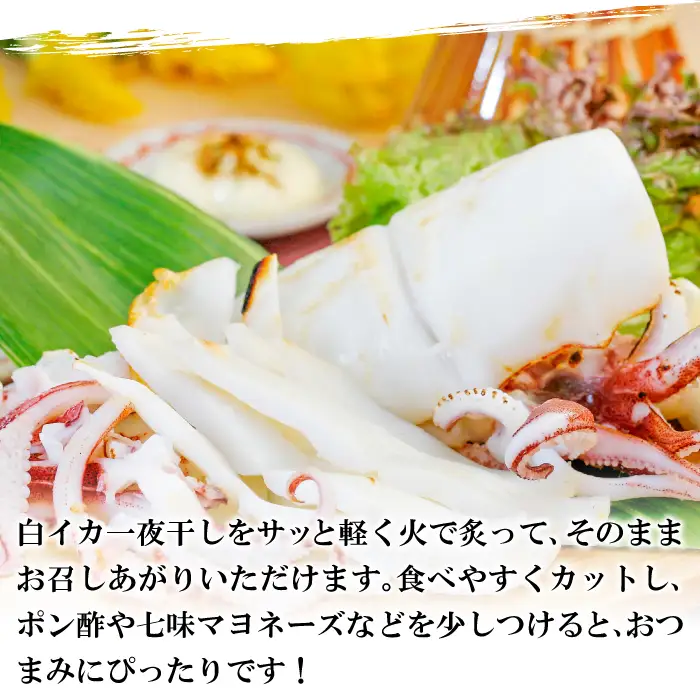 刺身より美味しい！白いか一夜干　5枚【いか 一夜干し 白いか 干物 60～80g 5枚 一夜干 ケンサキイカ 剣先イカ 真イカ 肉厚 贅沢 おつまみ お酒の肴 おやつ 贈答 ギフト 冷凍 父の日 母の日】