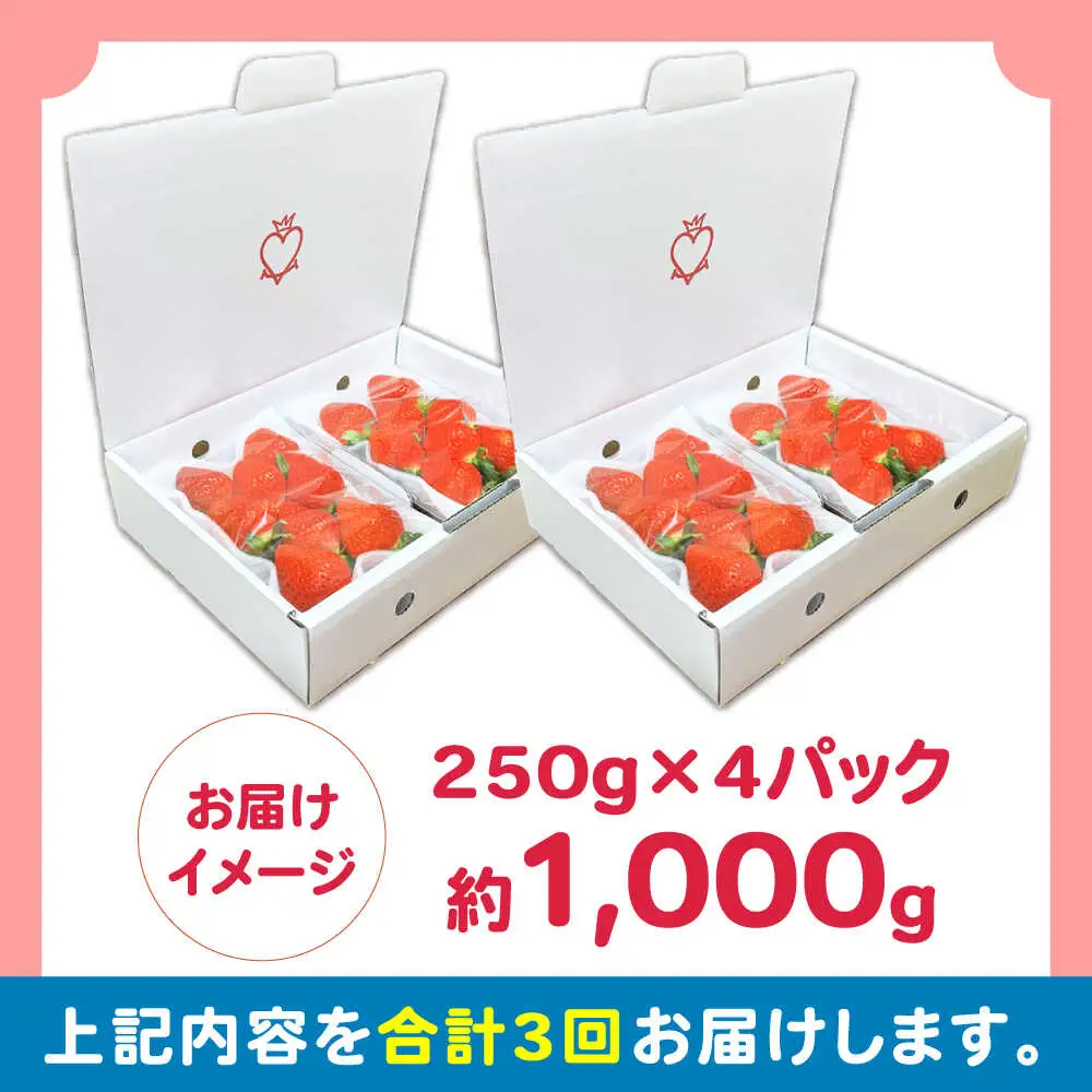 【2027年2月 初回発送】【3回定期便】南島原産 いちご 「恋みのり」約250g×4P [SFF003] いちご