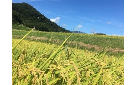 米 令和8年 3回 定期便 つぶら野米 コシヒカリ 白米 10kg×3回 総計30kg