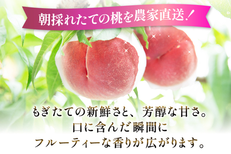 【2026年発送】桃 山梨 秀品 朝どれ 大玉 約 2.0kg 4～6玉 朝獲れ もぎたて もも モモ フルーツ 果物 山梨県産 産地直送 期間限定 季節限定 冷蔵 農家直送 白鳳 夢みずき 浅間白桃 なつっこ 紅くにか 川中島白桃