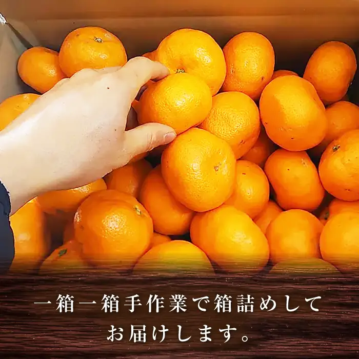 温州みかん 約2.5kg みかん  [ACAI001]