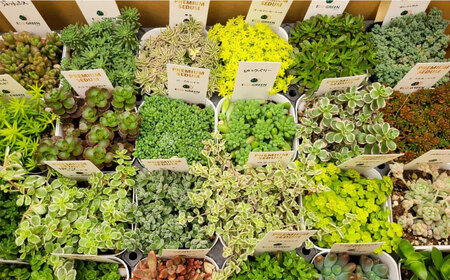 オリジナル鉢付き！かわいい売れ筋多肉植物お届けセットC / 観葉植物 多肉 多肉植物 寄せ植え セット 鉢付き かわいい ミニ 小さい 観葉 インテリア / エコグリーンヒガシ / 大村市[ACAL006]