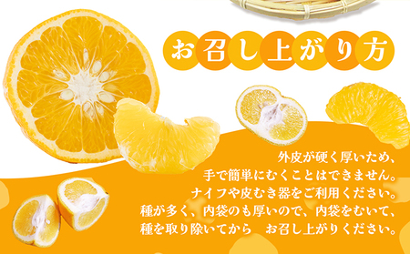 甘夏柑 柑橘 フルーツ あまなつ 香川県産 甘夏柑【約10kg】