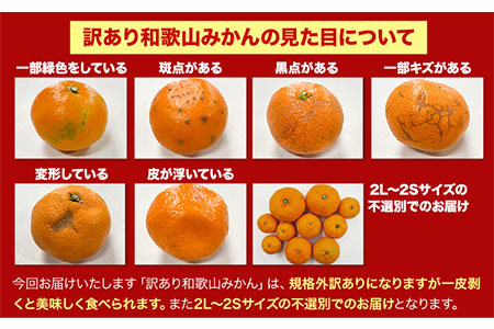 みかん 訳ありみかん 約10kg
