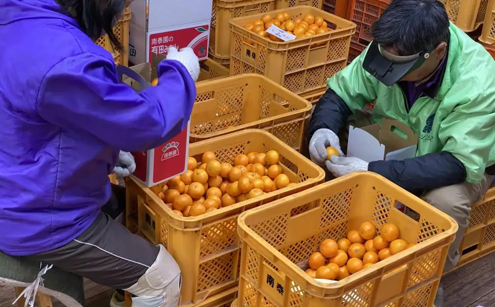 年内発送 完熟早生 有田みかん 化粧箱 特秀 M サイズ 40玉入 和歌山 南泰園 みかん