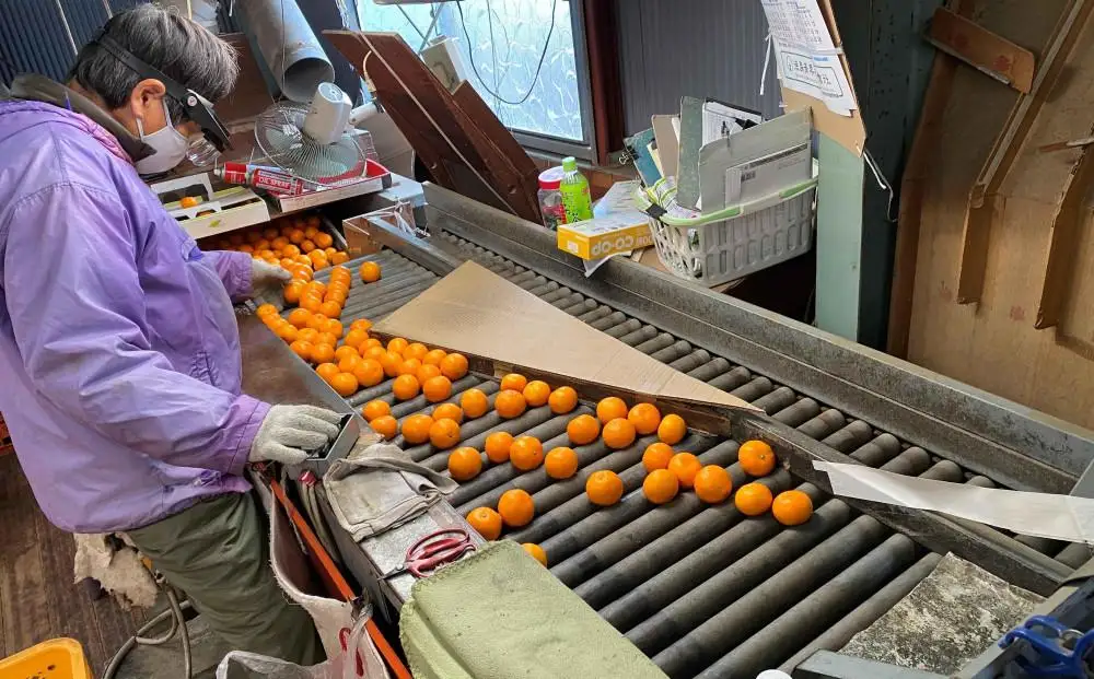 年内発送 完熟早生 有田みかん 化粧箱 特秀 S サイズ 45玉入 和歌山 南泰園 みかん
