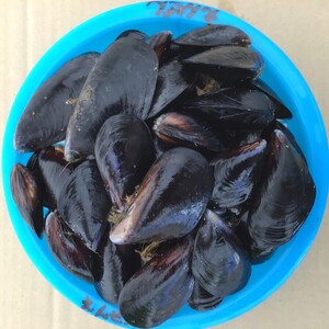期間限定 活ムール貝 1.3kg 国産 冷蔵 ＼ ムール貝 ／