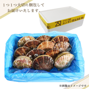 活ホタテ 10枚(12cm~13cm)  殻付き