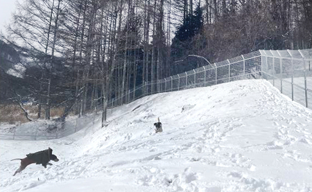 ドッグラン利用券 貸切 愛犬と泊まれる 大型犬OK ドッグラン利用券【1泊2日】