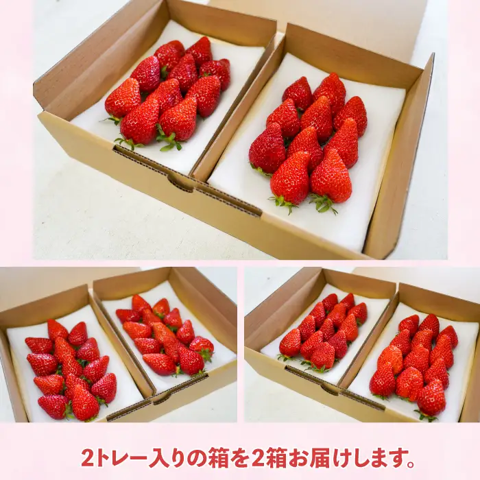 【2回定期便】長野県産いちご「とちおとめ」（1kg以上）｜BERRY PLANTS FACTORY 東御市産