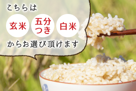 お好みに合わせて精米！令和6年産 コシヒカリ 10kg 東白川村産 玄米 お米 こめ 精米 10000円 一万円