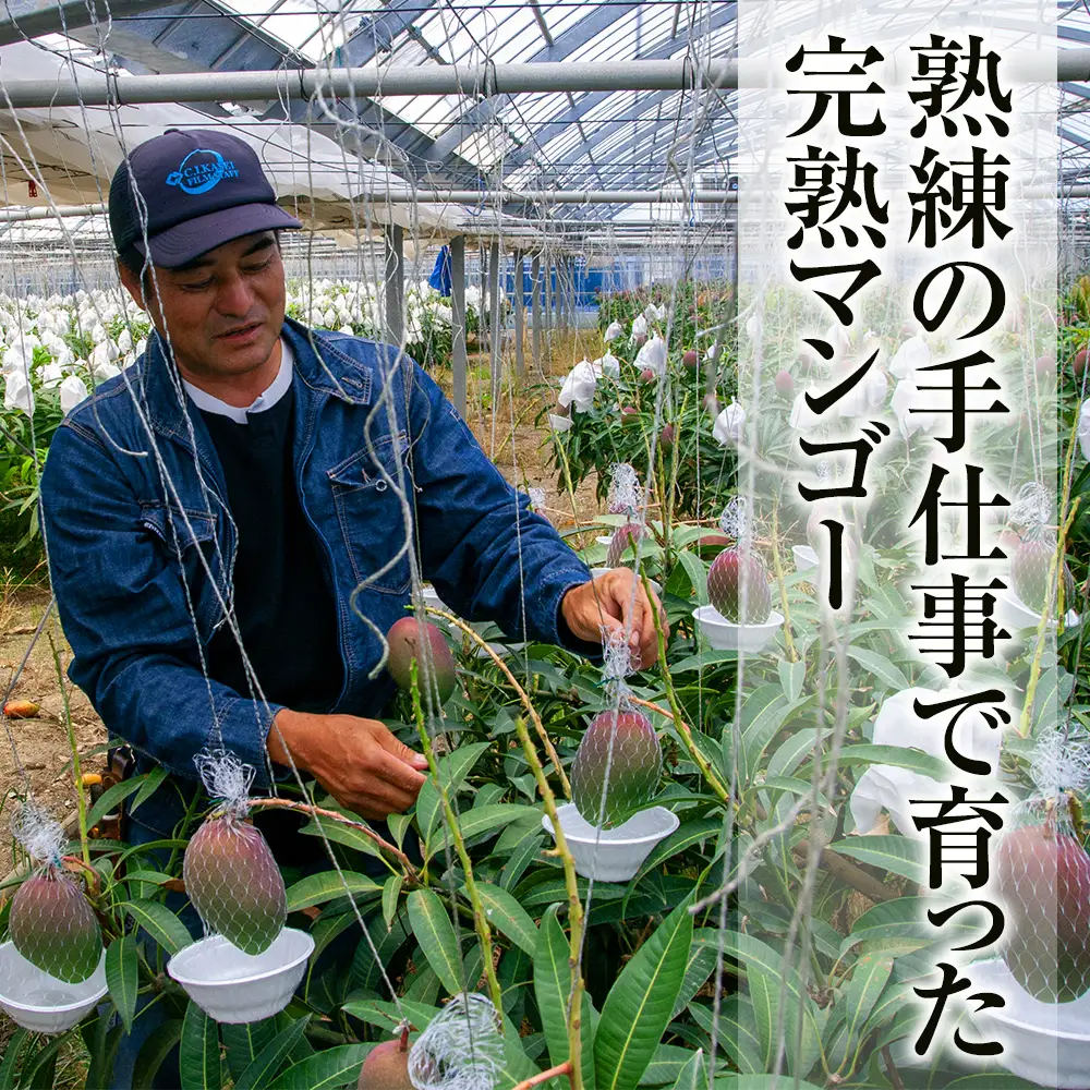 【2027年発送】「秀品」丹精込めた完熟マンゴー2kg 4玉～6玉
