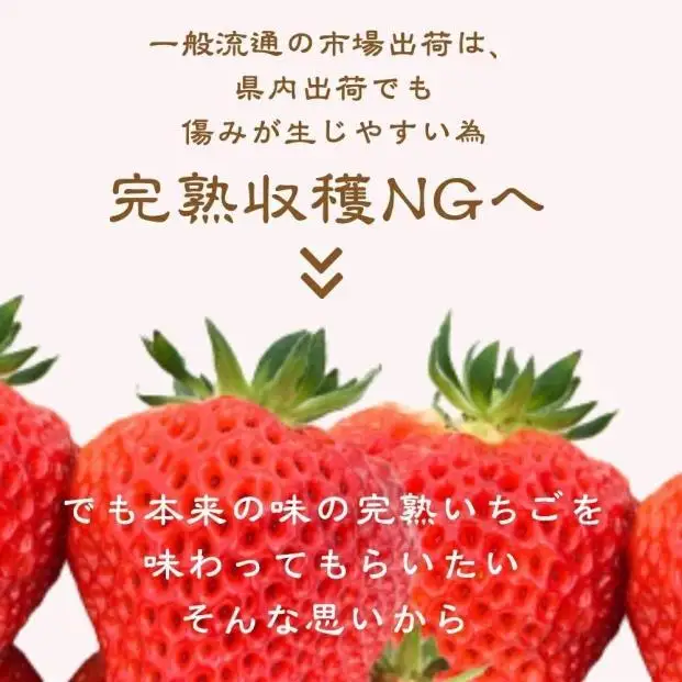 【先行予約】越後姫 いちご 雪国完熟 約170g×6P 越後姫 フルーツ