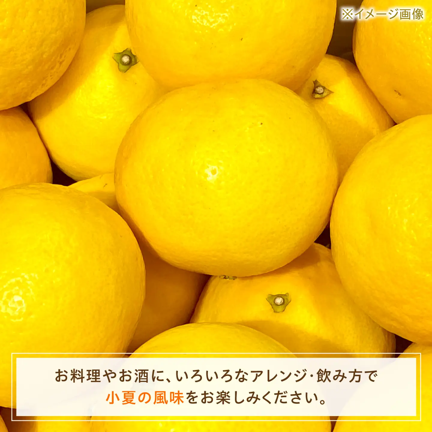 高知県 土佐市産 KONATSU JUICE／Drink 2種セット 高知県 土佐市【川野果樹園】 [BQCB004]