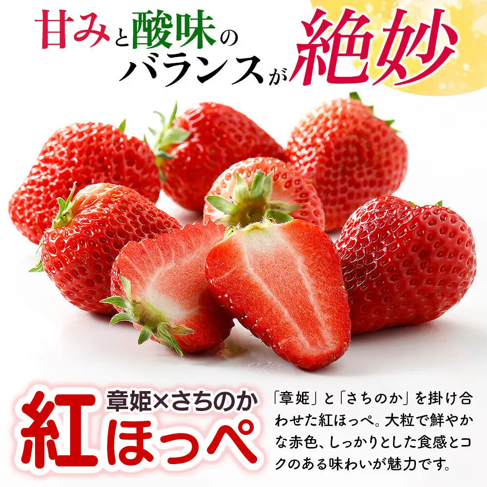 【東北・関東・東海・北陸・近畿 限定配送】いちご「紅ほっぺ」９粒～ (2パック計830g以上)《先行受付》【1月上旬から順次発送】イチゴ 苺 あまい １粒35g以上の特大粒を厳選 産地直送ならではの大きさと赤さ 一般市場には流通しない厳選のいちご