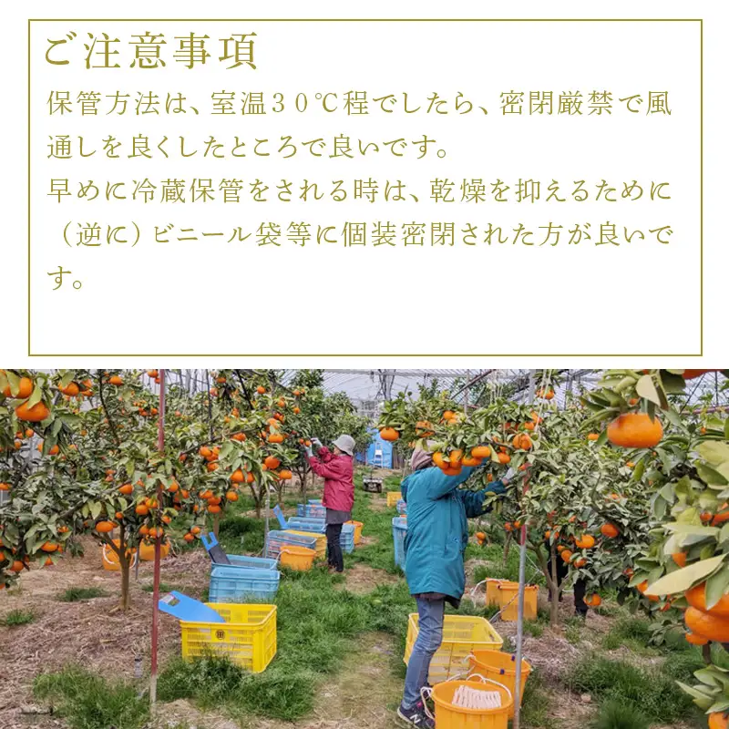 『先行予約』【令和9年2月上旬発送】果皮も丸ごとガブッ！味香みかん 10kg 新種のミカン