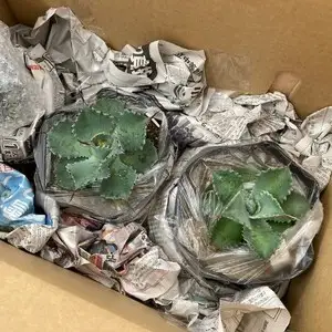 アガベ オバティフォリア「ヴァンジー」 5号黒鉢 四国ガーデン 人気 多肉植物 インテリア 観葉植物 グリーン リラックス 初心者でも育てやすい｜B180