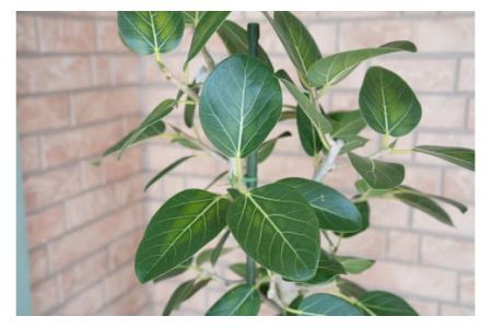 【観葉植物】ベンガレンシス 曲り10号 観葉植物