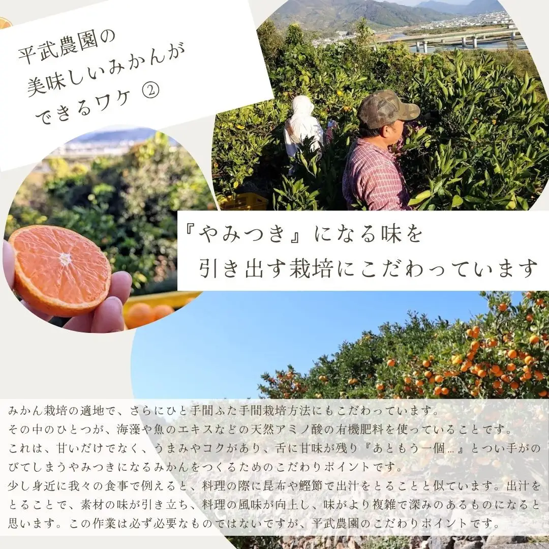 農家直送！有田みかん（10kg 訳あり≪サイズ混合≫）平武農園　～蛍飛ぶ町から旬の便り～