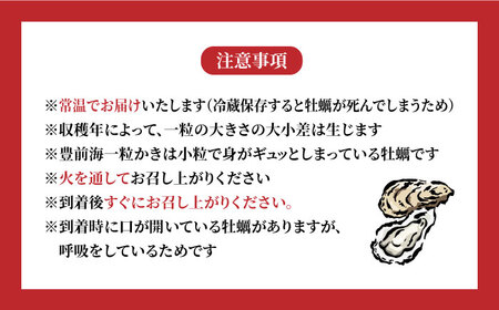 ブランド牡蠣 「 豊前海一粒かき (しいだ小粒がき)」 小サイズ 4kg [ABAY003]