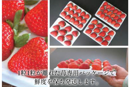 期間限定発送 【3回 定期便 】 いちご 博多 あまおう 約270g×2パック×3回 総計約1.62kg