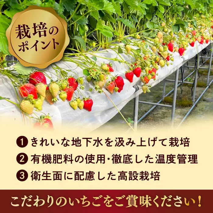 【2027年度先行予約】大玉あまおう 約320g×2P [ADAT002] いちご あまおう