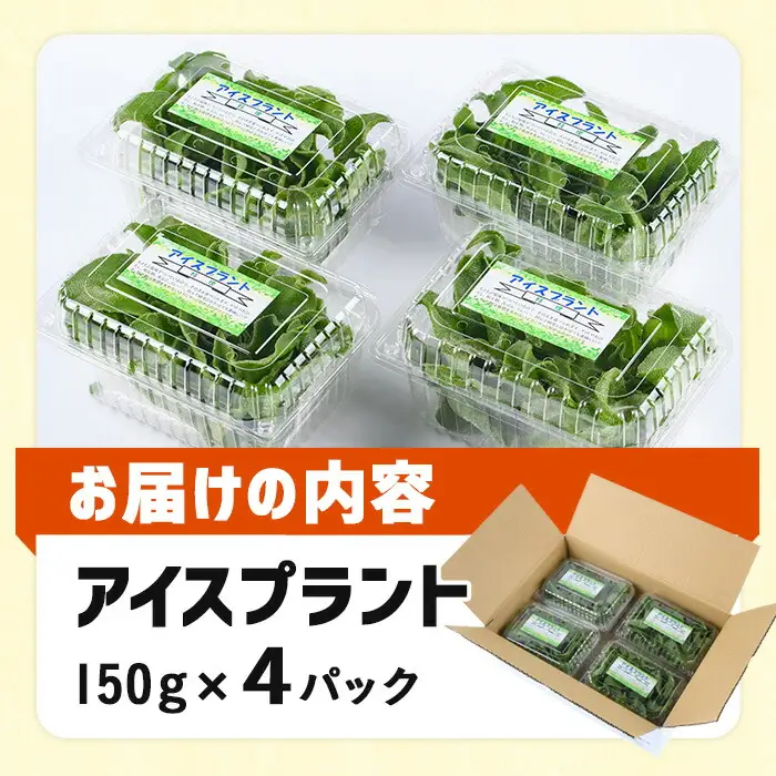 ＜先行予約受付中！12月中旬以降お申し込み順に発送予定＞アイスプラント(計約600g・150g×4パック)野菜 葉物野菜 葉野菜【114800201】【公益社団法人 あじむ農業公社】