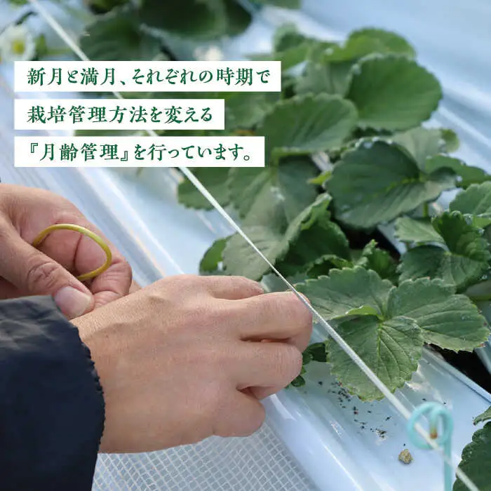 【2027年1月中旬より順次発送】佐賀県産 パールホワイト 約220g×2パック / いちご 果物 / 佐賀県 / かわさきいちご [41ASBJ003]