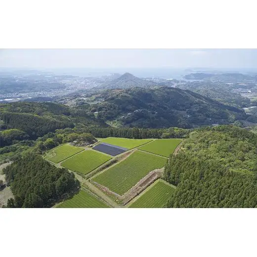 《定期便》 黄綬褒章受章 無農薬で人気のお煎茶3種セット【3回お届け】