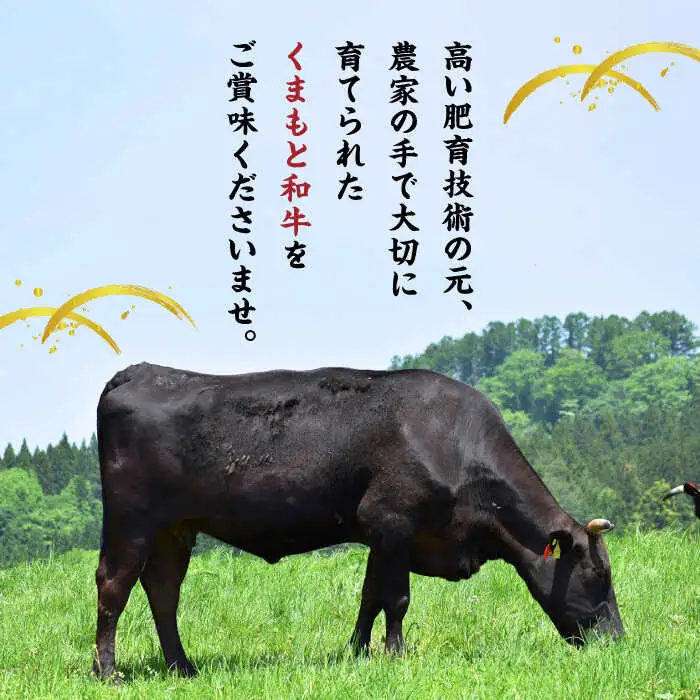 【12回定期便】くまもと黒毛和牛 ヒレステーキ 計1500g（10枚）【馬刺しの郷 民守】 熊本 和牛 ステーキ ヒレ  [ZBL112]