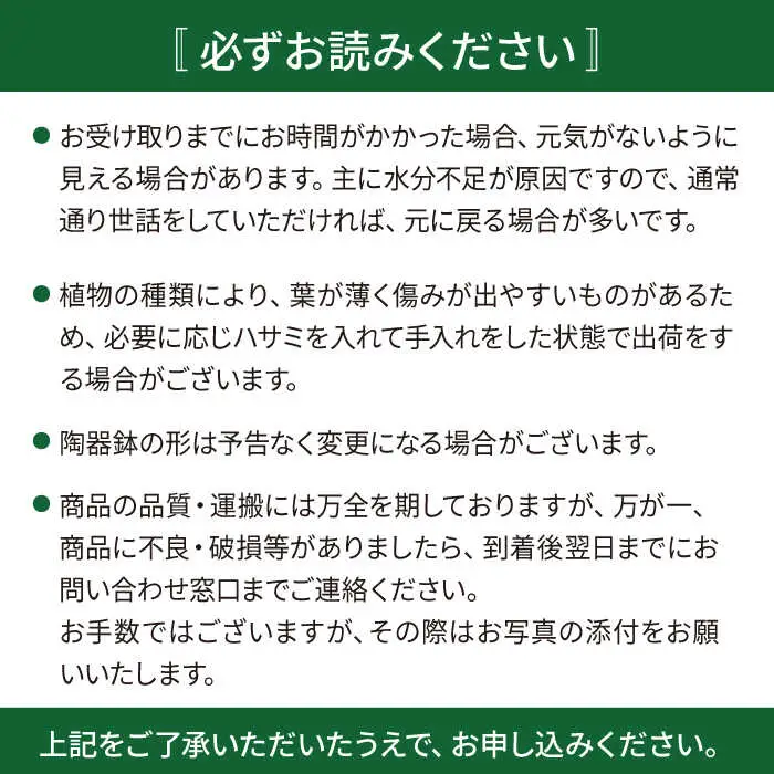 グリーンとホワイトのコントラストが美しい『 フィロデンドロン ・ バーキン 』 糸島市  / cocoha 観葉植物 [AWB032]