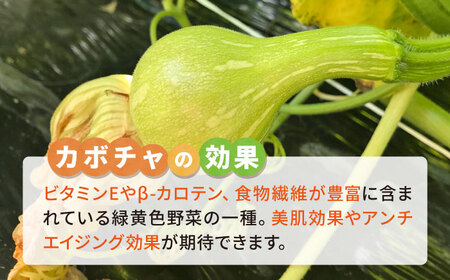 カボチャ 500g 冷凍 カット済み 旬の時期に急速冷凍 【福岡県糸島産】 糸島市 / オーガニックナガミツファーム 野菜 南瓜 かぼちゃ 	[AGE041]