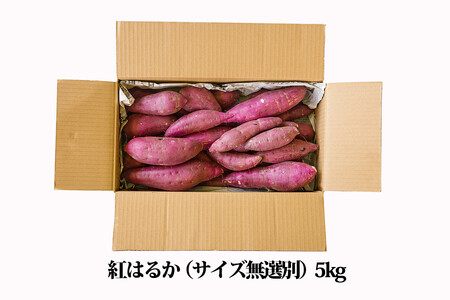 新物 令和8年産 南九州の名産品「熟成紅はるか」5kg（無選別）[さつまいも 薩摩芋 焼き芋用 蒸かし芋 ワンストップオンライン] TF0719-P00061