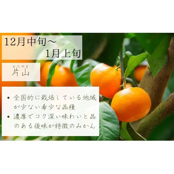 【2026年10月以降順次発送】日下みかん サイズ混合 2S～2L 3kg 秀品 果物類 柑橘類 フルーツ 農薬 有機肥料 光センサー 高品質 おいしい 
