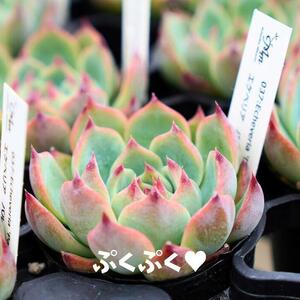 730.【厳選株】【農場直送】多肉植物エケベリア ぷっくり充実株!! おまかせ14品種セット※着日指定不可※北海道・沖縄・離島への配送不可