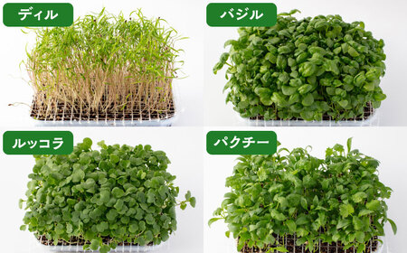 マイクロ野菜 ハーブ 4点セット〈 ディル パクチー バジル ルッコラ 〉【諏訪農林】[TDO004]