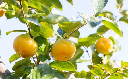 【先行予約】柿 太秋柿 特選 約3kg 7玉～8玉 西見柿農園