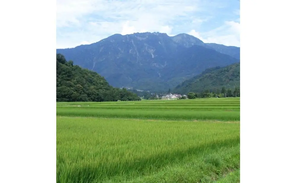 【冬季限定品】日本酒 八海山 しぼりたて原酒・純米大吟醸 時季限定 1800ml×2本（2026年11月中旬より順次発送）