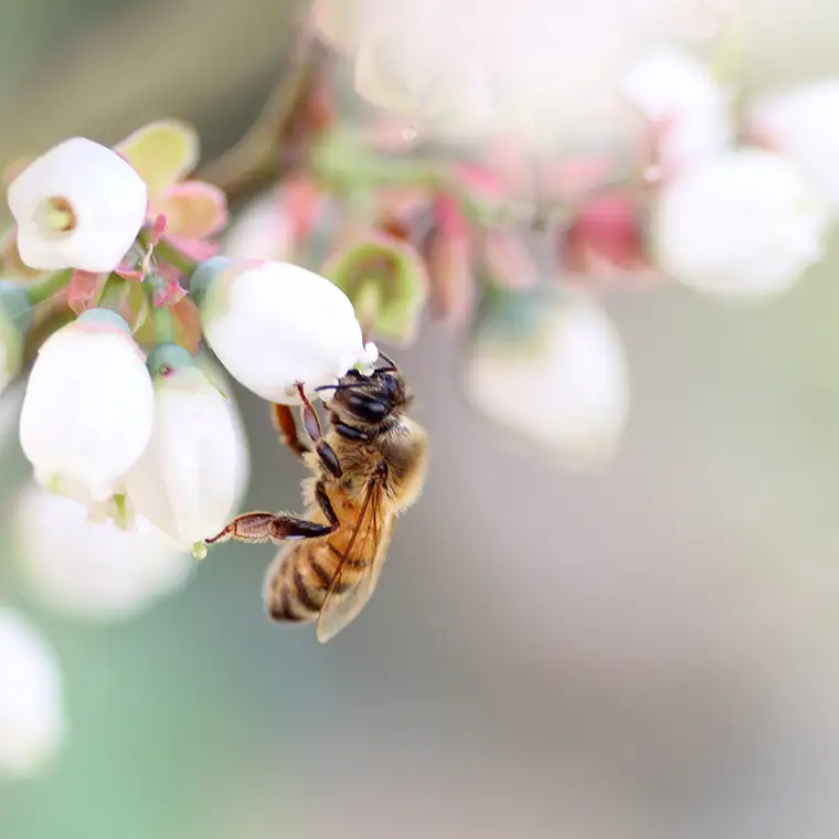 【数量限定】 山桜 はちみつ と春の 田舎 はちみつ の 3種 ギフトセット [Ｂ3山桜] 【茨城県共通返礼品／五霞町】 280g×3 ボトル 生ハチミツ 非加熱 国産 国産はちみつ ハチミツ 茨城県産 [BS004sa]