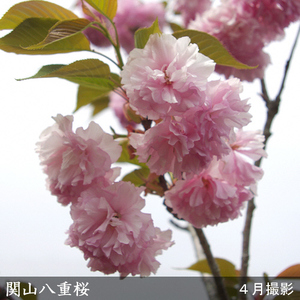 ＜すだ農園＞2年生 苗木 サクラ(桜) 関山八重桜(カンザンヤエザクラ)