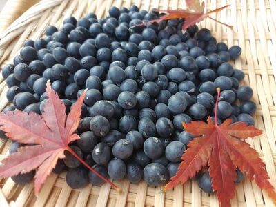 【先行予約】 令和8年産 竜王黒大豆 丹波黒豆 300g×4袋 (計1.2kg) レシピ入り 丹波黒豆