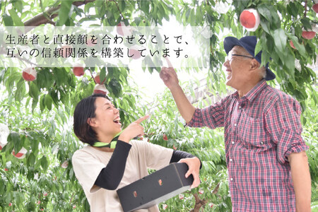 【2026年発送 定期便 】【2回発送】シャインマスカット 予約 1kg 相当× 2回 計 2kg シャイン 山梨 やまなし フルーツ 果物 くだもの ぶどう ブドウ 葡萄 種なし 山梨県産 期間限定 季節限定 NS-1013