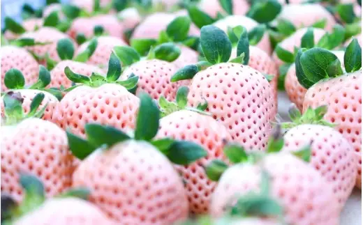 【定期便】【完熟クラフト苺BERRY】濃厚な樹上完熟イチゴ 1品種ずつ3回届くセット（白いちご＋赤いちご２品種）各約500g【出荷2026年12月上旬～2027年5月下旬】化粧箱入り【yuji-tkb0001】