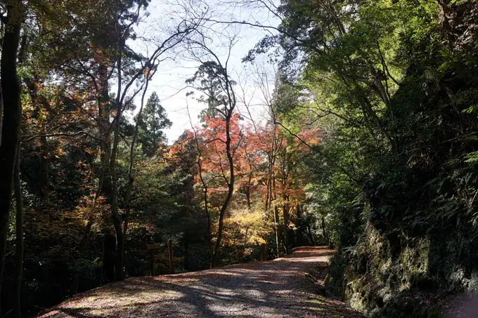 春日山原始林ガイドウォーク 旅行 旅 体験 ツアー 原始林 世界遺産 山 春日山 F-88
