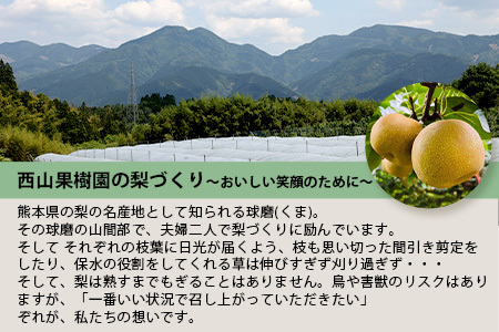 先行予約【梨 3品種 定期便】東光寺 梨 2.5～3kg (5～7玉)×3回配送 完熟【2024年7月下旬～発送分】 フルーツ 定期便 なし ナシ 果物 夏 旬 幸水 豊水 秋月 新高 シャリシャリ 025-0574