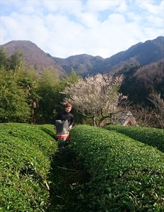 無農薬薫り熟成煎茶 山裾茶　90g×３袋