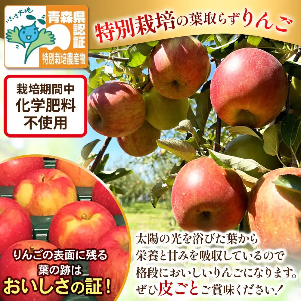 【26年12月発送】りんご 葉取らず サンふじ【訳あり】約3kg（8～12玉程度）青森県特別栽培農産物認証農園 先行受付 家庭用 青森県 弘前市 果物 フルーツ 林檎 リンゴ くだもの 不揃い 規格外