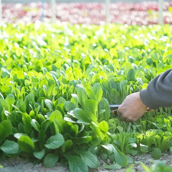 曽爾村の旬野菜と加工品の詰め合わせ お試しセット // 野菜 加工品 少量セット 味見 お試し